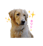 ゴールデンレトリバーのルナ（個別スタンプ：4）