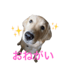 ゴールデンレトリバーのルナ（個別スタンプ：11）