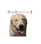 ゴールデンレトリバーのルナ（個別スタンプ：12）