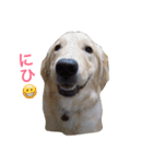 ゴールデンレトリバーのルナ（個別スタンプ：14）