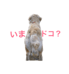 ゴールデンレトリバーのルナ（個別スタンプ：17）