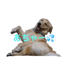 ゴールデンレトリバーのルナ（個別スタンプ：19）
