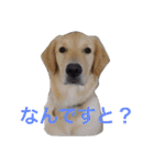 ゴールデンレトリバーのルナ（個別スタンプ：24）