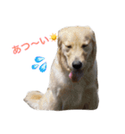 ゴールデンレトリバーのルナ（個別スタンプ：30）