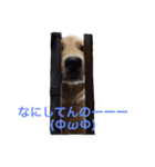 ゴールデンレトリバーのルナ（個別スタンプ：32）