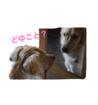 ゴールデンレトリバーのルナ（個別スタンプ：36）