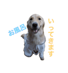 ゴールデンレトリバーのルナ（個別スタンプ：40）
