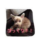 吉田家のもも（個別スタンプ：5）