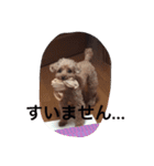 吉田家のもも（個別スタンプ：6）