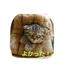ノアロア（個別スタンプ：11）