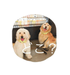 ゴールデンドゥードル＆レトリバー（個別スタンプ：11）