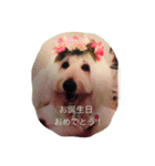 ゴールデンドゥードル＆レトリバー（個別スタンプ：13）