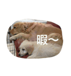 ゴールデンドゥードル＆レトリバー（個別スタンプ：17）