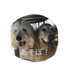ゴールデンドゥードル＆レトリバー（個別スタンプ：18）
