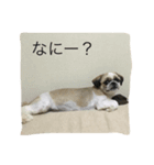 梅吉じぃ（個別スタンプ：6）