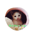 Ame chan（個別スタンプ：4）