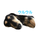 ダックスのニコちゃん（個別スタンプ：11）