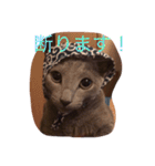 ロシアンブルー テンちゃん（個別スタンプ：1）