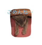 ロシアンブルー テンちゃん（個別スタンプ：8）
