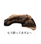 ロシアンブルー テンちゃん（個別スタンプ：13）