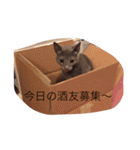 ロシアンブルー テンちゃん（個別スタンプ：23）