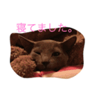 ロシアンブルー テンちゃん（個別スタンプ：26）