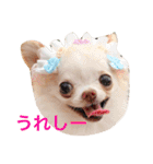 チワワなの。ちゃん（個別スタンプ：10）