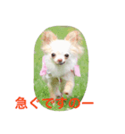 チワワなの。ちゃん（個別スタンプ：11）
