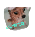 うちのここあ（個別スタンプ：1）