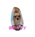 うちのここあ（個別スタンプ：8）