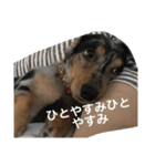 ちぽしゃん（個別スタンプ：1）