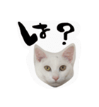 白猫ハルとウィン（個別スタンプ：12）