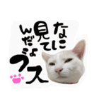 白猫ハルとウィン（個別スタンプ：23）
