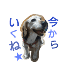 tukushi sticker（個別スタンプ：8）