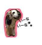 tukushi sticker（個別スタンプ：13）