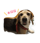 tukushi sticker（個別スタンプ：17）