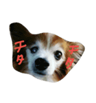 ちたとるうかす（個別スタンプ：1）