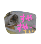 ちたとるうかす（個別スタンプ：5）