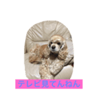 アメリカコッカースタンプ 3（個別スタンプ：2）