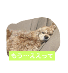アメリカコッカースタンプ 3（個別スタンプ：3）