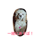 アメリカコッカースタンプ 3（個別スタンプ：4）