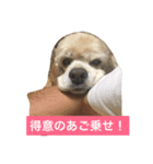 アメリカコッカースタンプ 3（個別スタンプ：5）