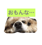 アメリカコッカースタンプ 3（個別スタンプ：7）