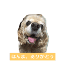 アメリカコッカースタンプ 3（個別スタンプ：8）