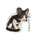 あめしょとのら（個別スタンプ：3）
