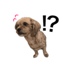 ヒメヒナ（個別スタンプ：1）