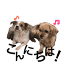 ヒメヒナ（個別スタンプ：5）