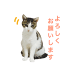 ムラカミ家のりんさん(天使)（個別スタンプ：2）