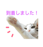 ムラカミ家のりんさん(天使)（個別スタンプ：3）
