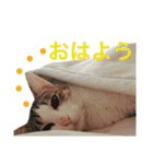 ムラカミ家のりんさん(天使)（個別スタンプ：5）